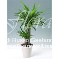Yucca