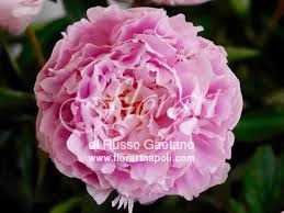 Peonie