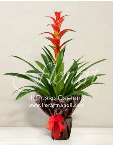 Bromelia