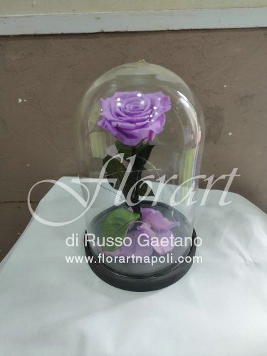 Rosa Incantata.